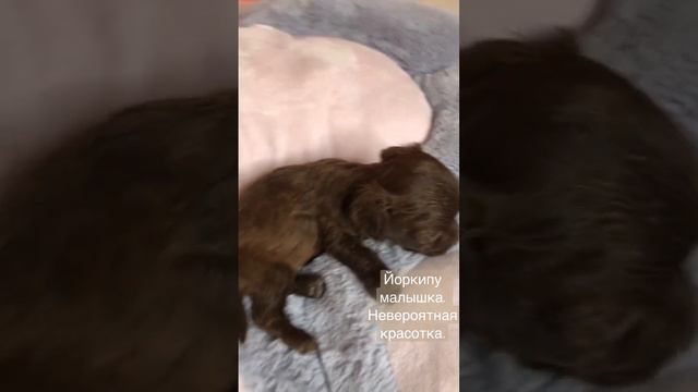 #йоркипу #йоркипумини #dog #puppy #щенки #мальтипу #дом #семья смотреть онлайн
