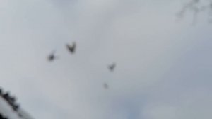 ГОЛУБИ СТОЛБОВЫЕ, ВЫШЕ НЕ ЛЕТЯТ.