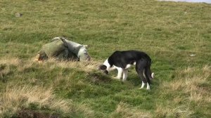 Ferreting in the Yorkshire Dales part 1