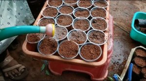 How to root a double petunia to new seedlings| Nadan Double Petunia Propagation |Gardening Malayala