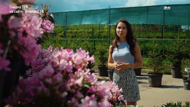 РОДОДЕНДРОН в Подмосковье - ПОСАДКА и УХОД ? Листопадный или вечнозеленый?