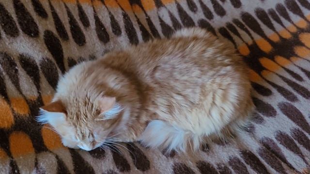 10 декабря 2022 г. Где спят кошки ?❓️ смотреть онлайн