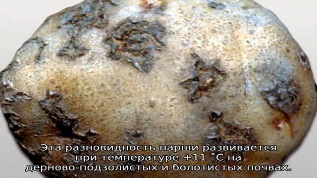 Ризоктониоз картофеля