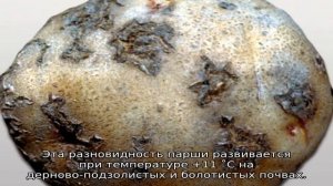 Ризоктониоз картофеля