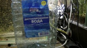 Нерест барбуса, первый опыт