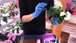 Выращивание фиалок из листа