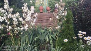 Юкка не цветет Почему важна обрезка