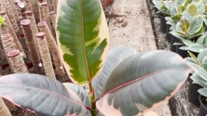 Ficus Belize | Live from the Nursery Series