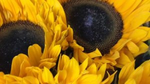 Букет из 5 подсолнухов