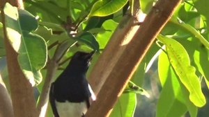 Птицы Таиланда.  Сорочий шама-дрозд. Пхукет.