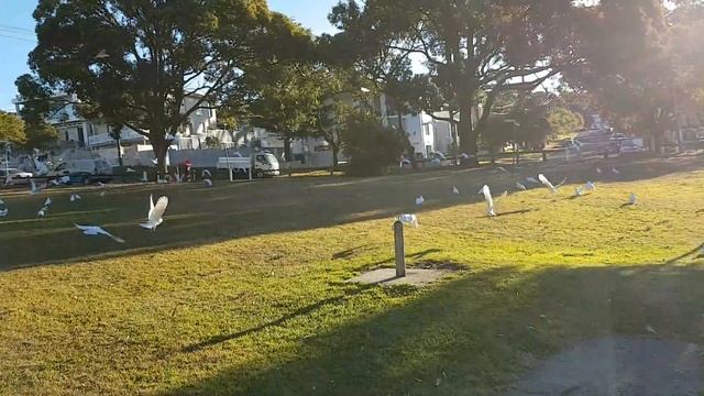 КАКАДУ АВСТРАЛИЯ Cacatua sulphurea COCKATOO AUSTRALIAN SYDNEY PARK смотреть онлайн
