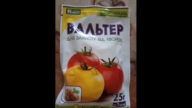 Бегония, от клубня до цветения, секреты ухода.
