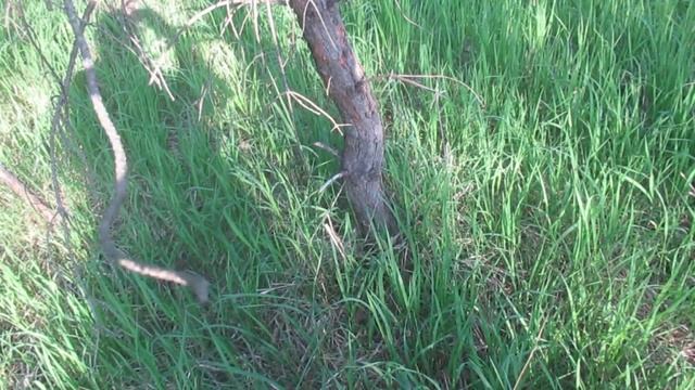 Чудодейственное средство от комаров, которое мне сделать не удалось... смотреть онлайн