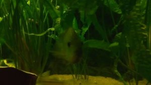 Бриллиантовая Цихлазома и Мистус