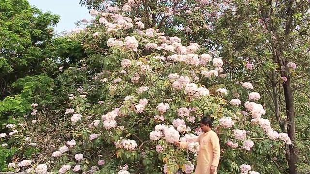 Tree Tale - Tabebuia Pentaphylla | Kannada смотреть онлайн