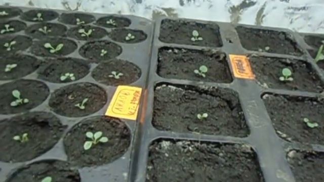 ЦВЕТЫ. ПЕТУНИЯ. КАК ПОЛИВАТЬ РАССАДУ ПЕТУНИИ? смотреть онлайн