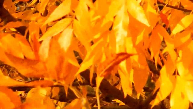 Краски осени. Клен американский. / Colors of autumn. Maple American. смотреть онлайн