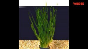 Валлиснерия спиральная, уход, размножение, болезни, почему не растёт. Аквариумные растения.