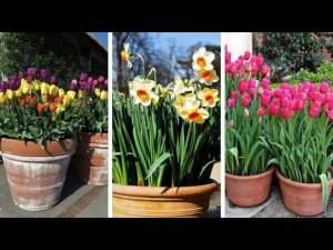 Весенние мини клумбы для украшения двора 75 красочных идей