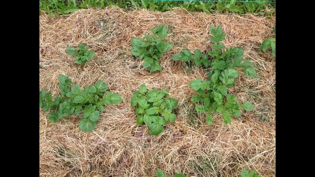 Картофель под мульчей смотреть онлайн