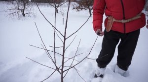 Обрезка яблони - Беркутовское/54-118