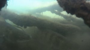 Ловля судака в коряжнике зимой