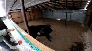 17.12.2023 Павлинья ферма