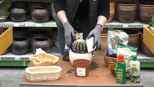 Пересаживаем кактус