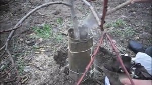 Утепление персика на зиму