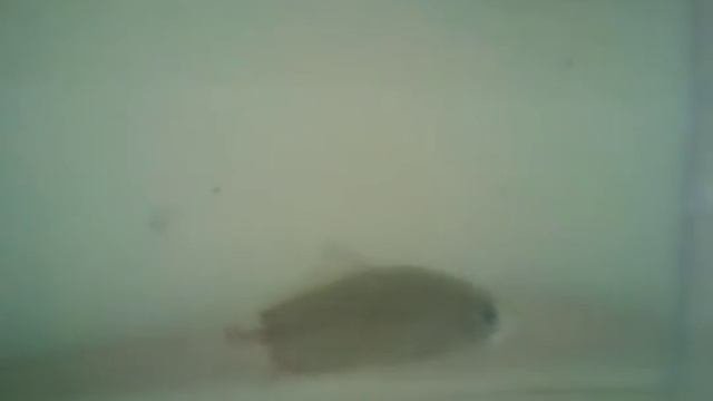 Carassius Auratus Gibelio Bolnav