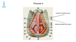 Строение полового члена (Анатомия)