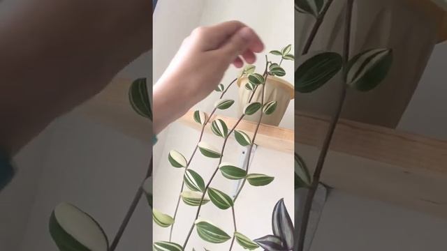 Традесканция - виды, уход, размножение