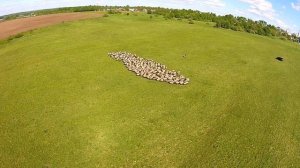 Романовские овцы