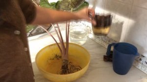 Пересадка Алоказии и Вариегатная Монстера