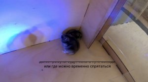 Профессиональный ультразвуковой отпугиватель мышей и крыс "ГРАД УЛЬТРА 3Д"