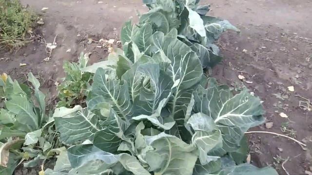 1 ноября. Грибы в огороде. смотреть онлайн