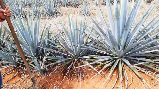 Abonando Agave 😁🌱 смотреть онлайн
