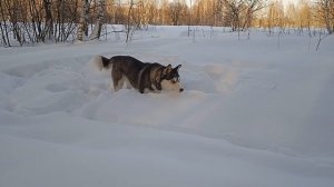 Вы только посмотрите на уту хаски как она смешно ныряет в снег