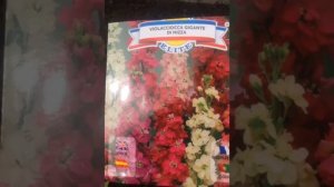 ЛЕВКОЙ СЕДОЙ.посадка в открытый грунт весной