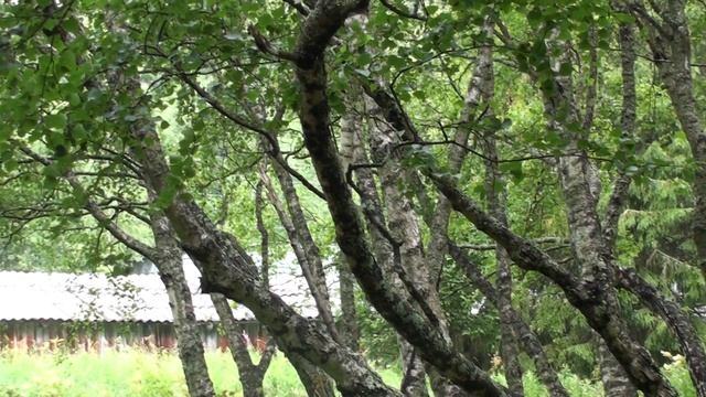 Карельская Береза в парке Кивач.MTS смотреть онлайн