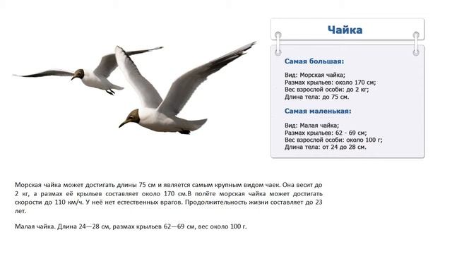 Сколько весит чайка