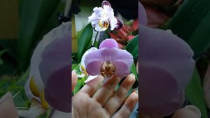 Сравнение двух вариантов цветения Phal. Fangmei Black Piano (Орхидеи Обнинск)
