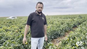 Перец Кантатта в Астраханской области, сезон 2023.