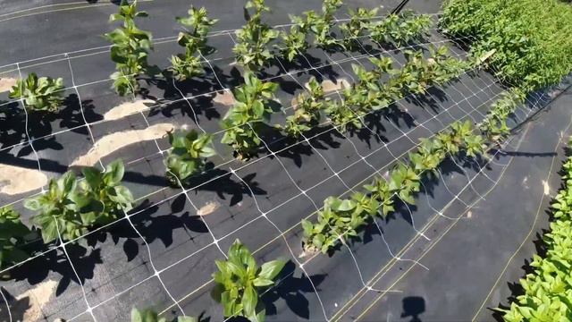 Cut Flower Garden Tour смотреть онлайн