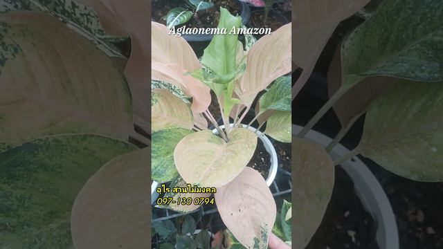 Amazon Aglaonema