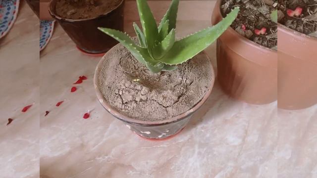 Покупки дня 💕 Чем я ухаживаю за волосами 🥰 Домашние цветы 🌺 Благодарю за лайки и подписку 🫶 смотреть онлайн