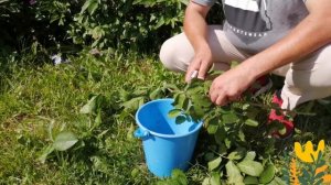 РАЗМНОЖЕНИЕ РОЗ!САМЫЙ НАДЁЖНЫЙ СПОСОБ!!!1-я ЧАСТЬ!