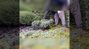 Как ОБРЕЗАТЬ и ФОРМИРОВАТЬ МОЖЖЕВЕЛЬНИК!