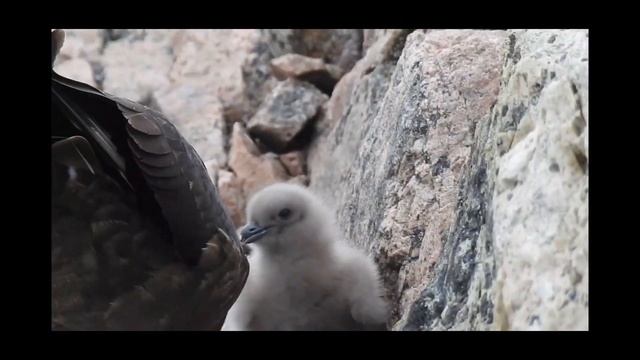 Так поморники воруют птенцов пингвинов. Антарктида.