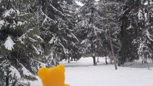 Медведь Валера в лесу
